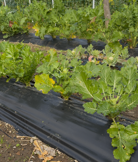 Telo pacciamatura: il tuo alleato ideale per un giardino sano e produttivo