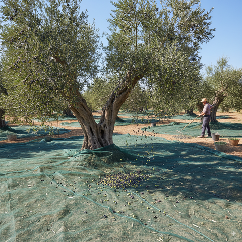 Raccolta Olive