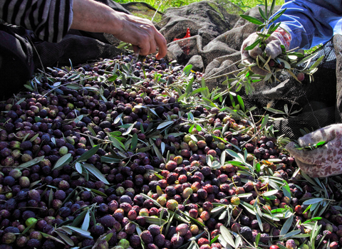 La Raccolta delle Olive: Un Viaggio nel Cuore dell'Olio Extravergine d'Oliva