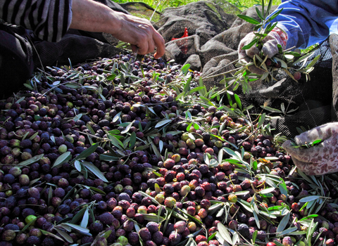 Raccolta olive