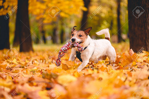 Corda Gioco Cane Rossa Resistente