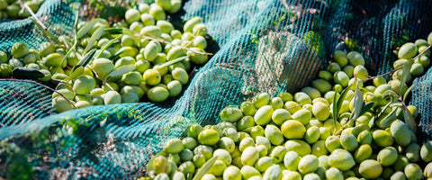 Raccolta Olive 2026