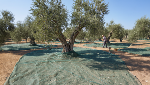 Raccolta Olive