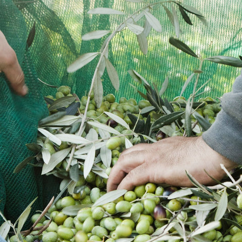 Raccolta Olive