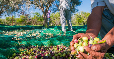 Raccolta Olive 2026