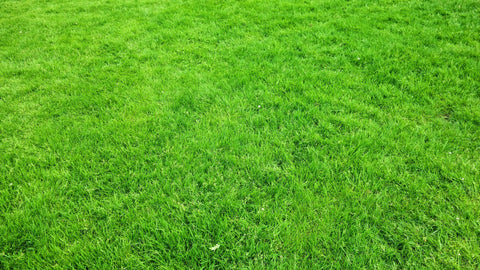 Prati Sintetici Effetto Naturale