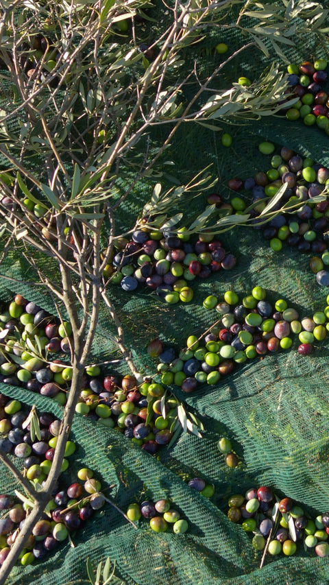 Raccolta Olive 2026