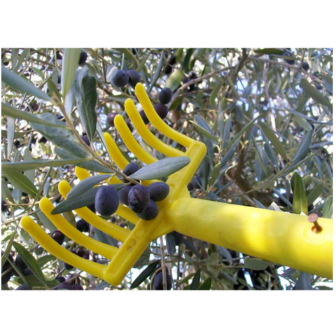Manina Raccogli Olive