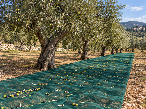 rete olive a striscia