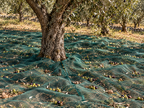 rete olive apertura centrale